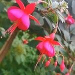 Fuchsia hybrida Flower