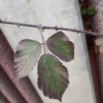 Rubus fruticosus Fuelha