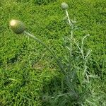 Cirsium texanum Fulla