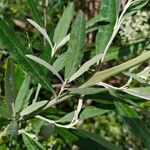 Buddleja saligna Leaf