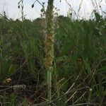 Plantago rhodosperma Hábito