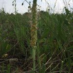 Plantago rhodosperma Habitus