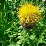 Centaurea macrocephala Blomst