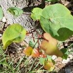 Cercis griffithii Leaf