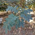 Senna bicapsularis Leaf