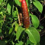 Costus spicatus Flor