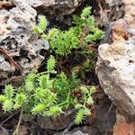 Caucalis platycarpos Libunga