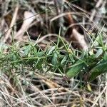 Genista germanica Habit