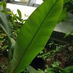 Musa velutina Folha
