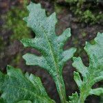 Senecio sylvaticus Feuille