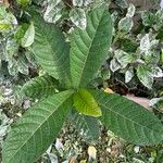 Ficus habrophylla Leaf