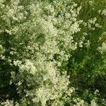 Galium album花