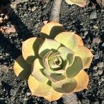 Aeonium valverdense 葉