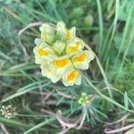 Linaria supinaFlors