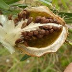 Gomphocarpus fruticosus Fruit