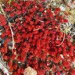 Crassula tillaea (Habit)