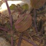 Medicago orbicularis Fruit