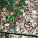 Festuca altissima Blad