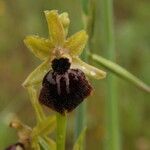 Ophrys passionis Ostatní