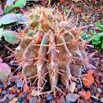 Ferocactus cylindraceus Blad