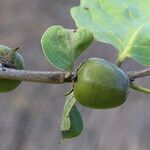Diospyros kirkii Frukto