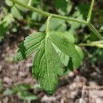 Phacelia bipinnatifida Folha