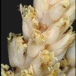 Pleuricospora fimbriolata Цвят