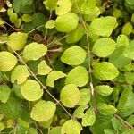 Symphoricarpos orbiculatus Blatt