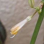 Chlorophytum comosum Flower