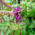 Teucrium hircanicum Flower