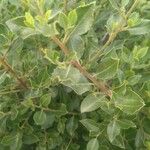 Rhamnus alaternusبرگ