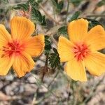 Kallstroemia grandiflora