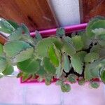 Kalanchoe laxiflora Fulla