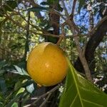 Atractocarpus fitzalanii Fruit