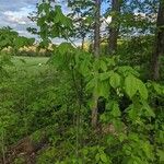 Staphylea trifolia Habit