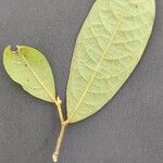 Duguetia pycnastera Лист
