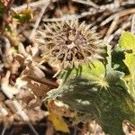 Abutilon grandiflorum Fruit