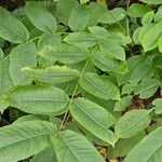 Juglans nigra List