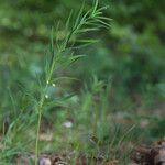 Polygonatum verticillatum 花