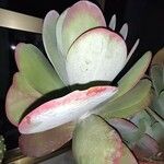 Cotyledon orbiculata Folha