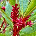 Ascarina rubricaulis 花