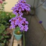 Verbena bonariensisKvet