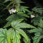 Begonia platanifolia Blatt