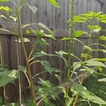 Amaranthus palmeri ഇല