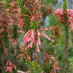 Erica discolor Flor