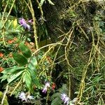 Dendrobium victoriae-reginae Habitat