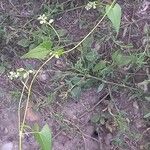 Fallopia convolvulus Leaf