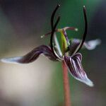 Scoliopus bigelovii Квітка