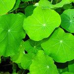 Tropaeolum majus Feuille