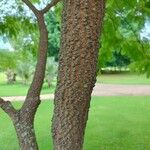 Anadenanthera colubrina പുറംതൊലി